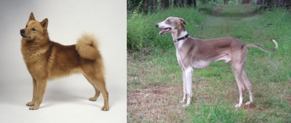 Mudhol Hound vs Finnish Spitz - Breed Comparison
