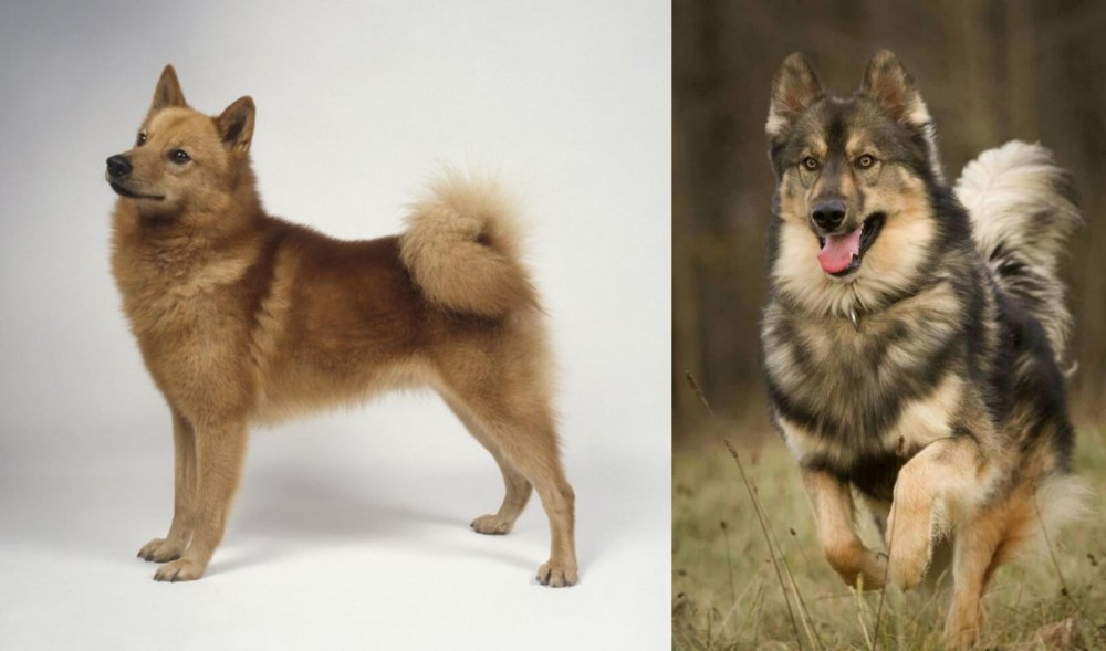 Native American Indian Dog vs Finnish Spitz - Breed Comparison