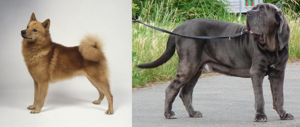 Neapolitan Mastiff vs Finnish Spitz - Breed Comparison