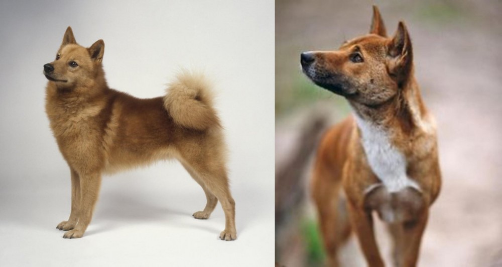 New Guinea Singing Dog vs Finnish Spitz - Breed Comparison