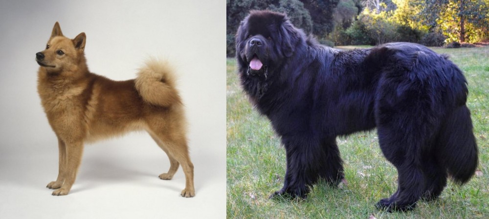 Newfoundland Dog vs Finnish Spitz - Breed Comparison