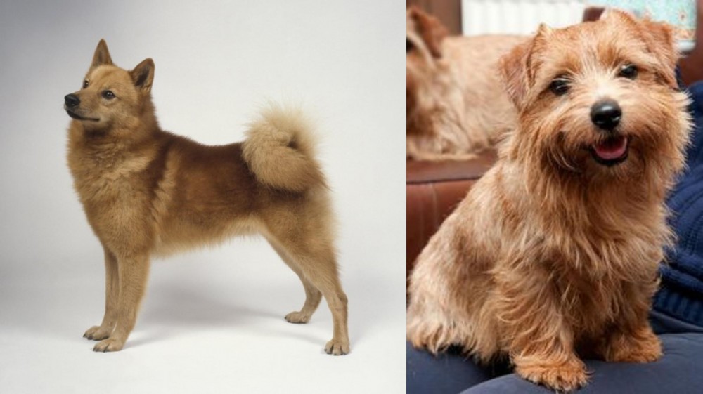 Norfolk Terrier vs Finnish Spitz - Breed Comparison