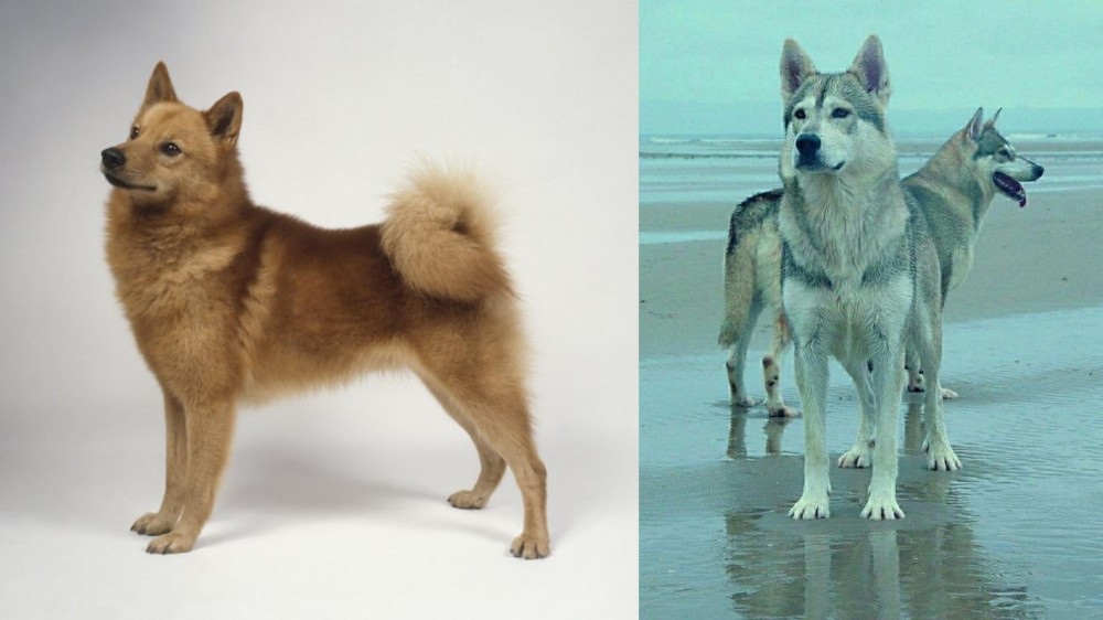Northern Inuit Dog vs Finnish Spitz - Breed Comparison