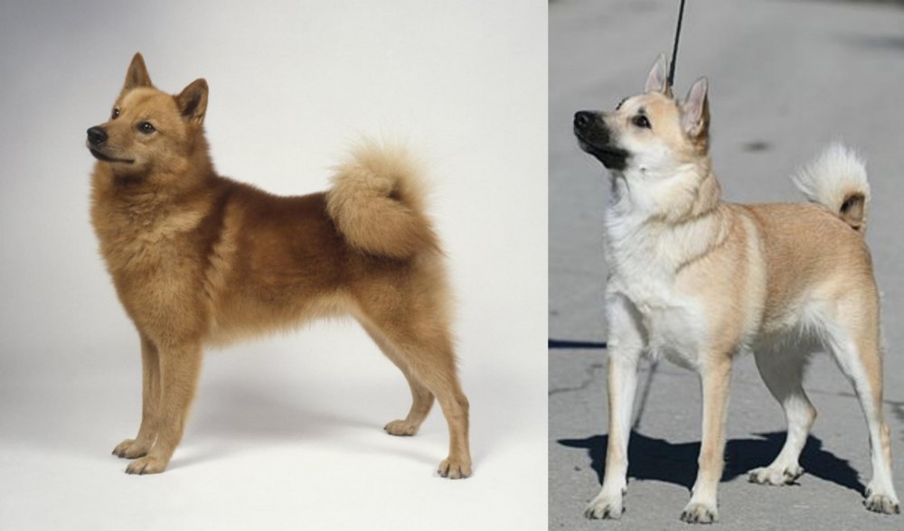 Norwegian Buhund vs Finnish Spitz - Breed Comparison