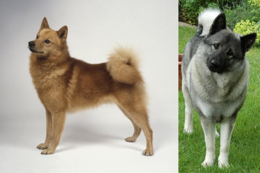 Norwegian Elkhound vs Finnish Spitz - Breed Comparison