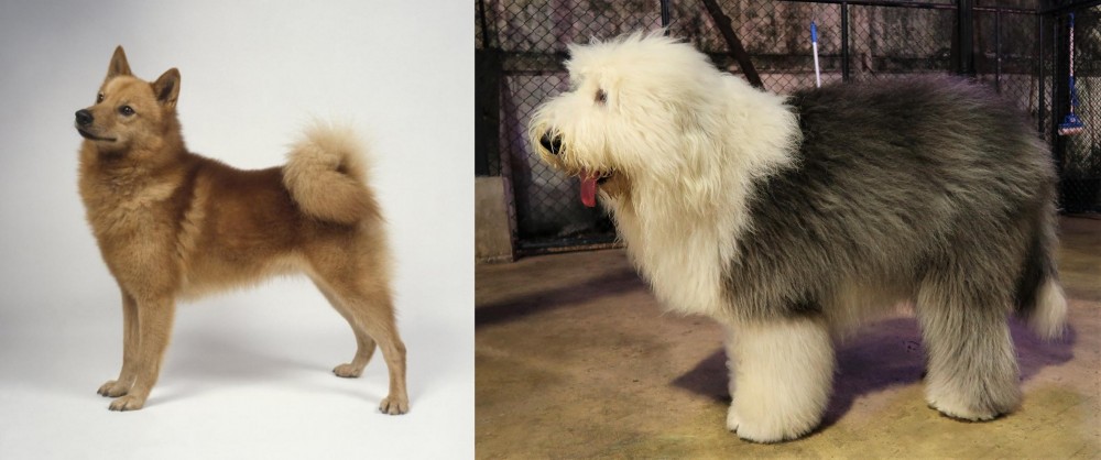 Old English Sheepdog vs Finnish Spitz - Breed Comparison