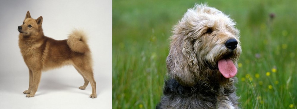 Otterhound vs Finnish Spitz - Breed Comparison
