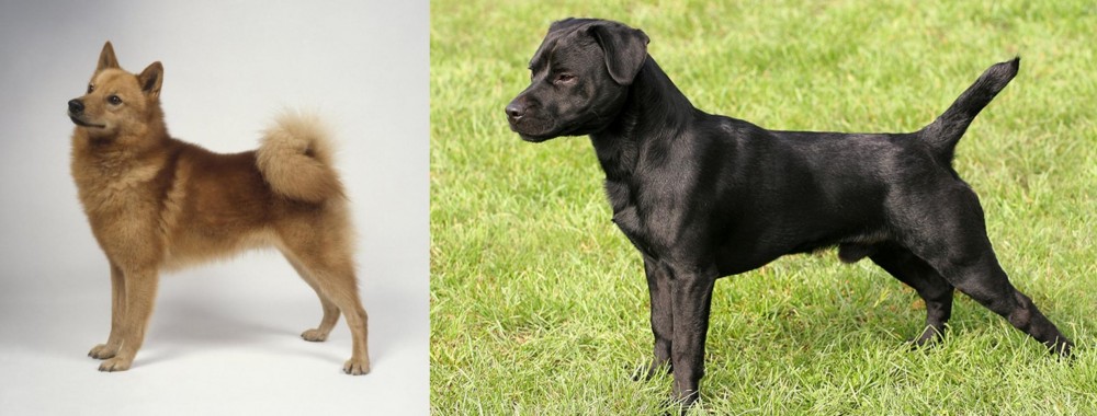 Patterdale Terrier vs Finnish Spitz - Breed Comparison