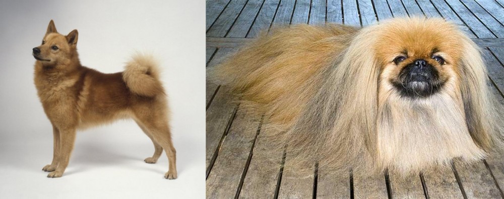 Pekingese vs Finnish Spitz - Breed Comparison