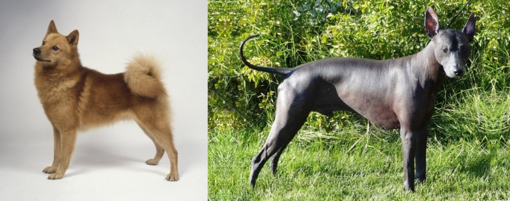 Peruvian Hairless vs Finnish Spitz - Breed Comparison