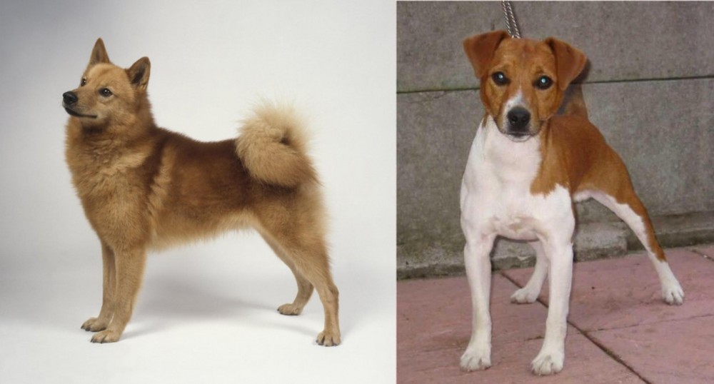 Plummer Terrier vs Finnish Spitz - Breed Comparison