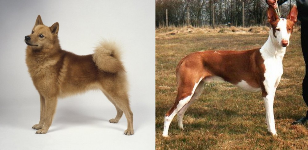 Podenco Canario vs Finnish Spitz - Breed Comparison
