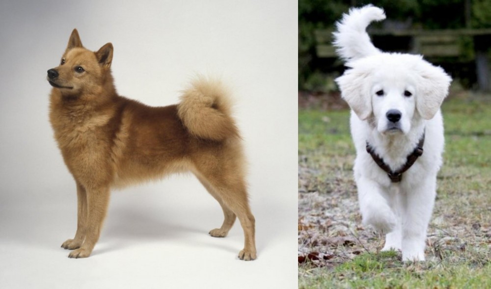Polish Tatra Sheepdog vs Finnish Spitz - Breed Comparison