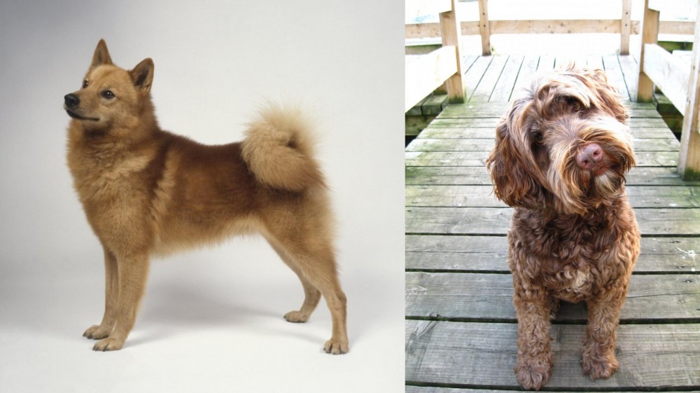 Portuguese Water Dog vs Finnish Spitz - Breed Comparison