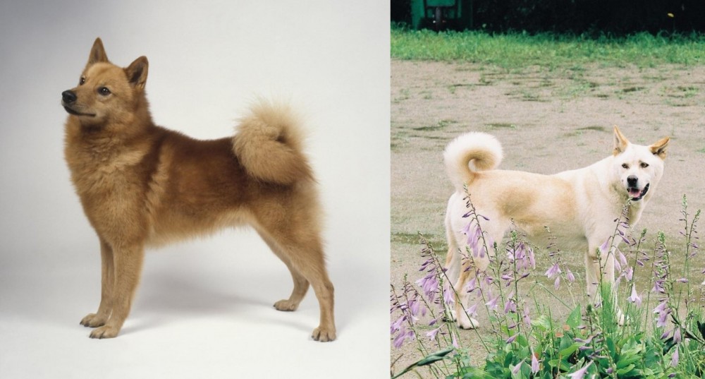 Pungsan Dog vs Finnish Spitz - Breed Comparison