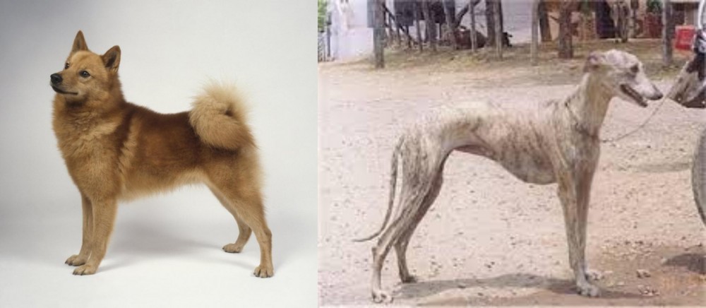 Rampur Greyhound vs Finnish Spitz - Breed Comparison