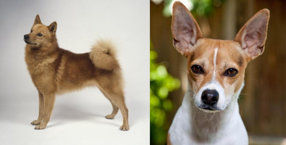 Rat Terrier vs Finnish Spitz - Breed Comparison