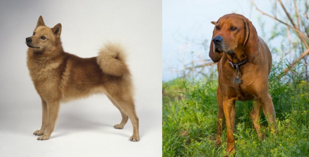 Redbone Coonhound vs Finnish Spitz - Breed Comparison