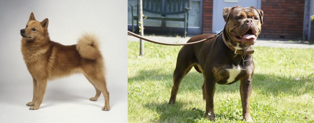 Renascence Bulldogge vs Finnish Spitz - Breed Comparison