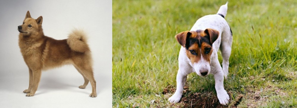 Russell Terrier vs Finnish Spitz - Breed Comparison