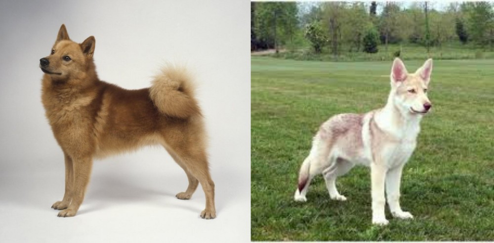 Saarlooswolfhond vs Finnish Spitz - Breed Comparison