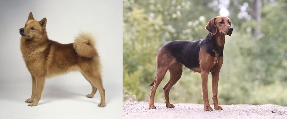 Schillerstovare vs Finnish Spitz - Breed Comparison