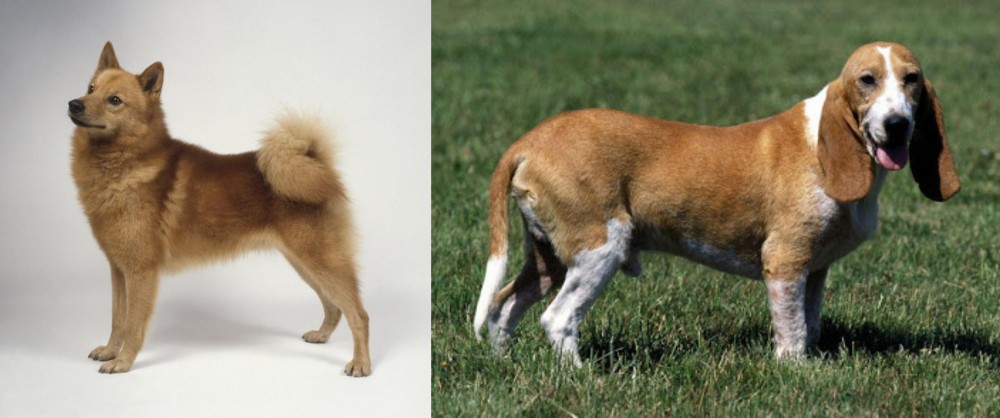 Schweizer Niederlaufhund vs Finnish Spitz - Breed Comparison