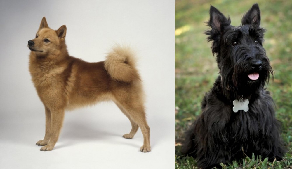 Scoland Terrier vs Finnish Spitz - Breed Comparison