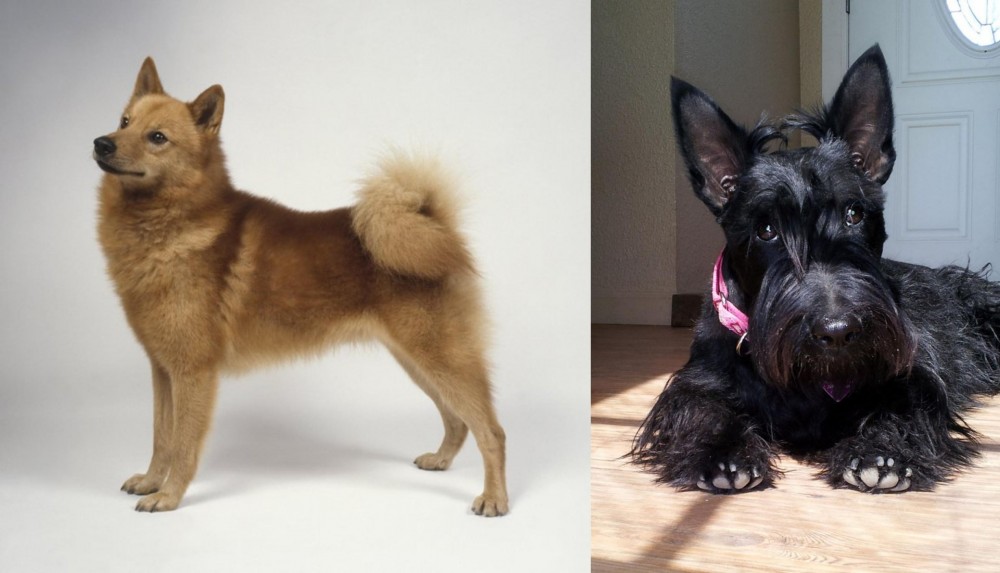 Scottish Terrier vs Finnish Spitz - Breed Comparison