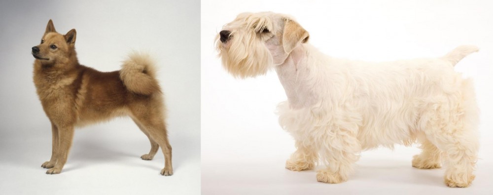 Sealyham Terrier vs Finnish Spitz - Breed Comparison
