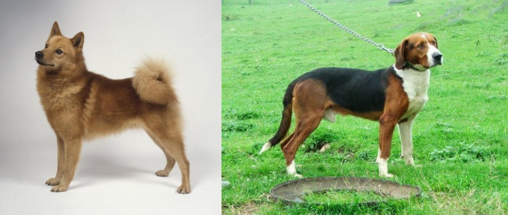 Serbian Tricolour Hound vs Finnish Spitz - Breed Comparison