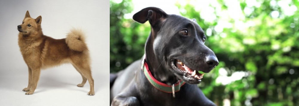 Shepard Labrador vs Finnish Spitz - Breed Comparison