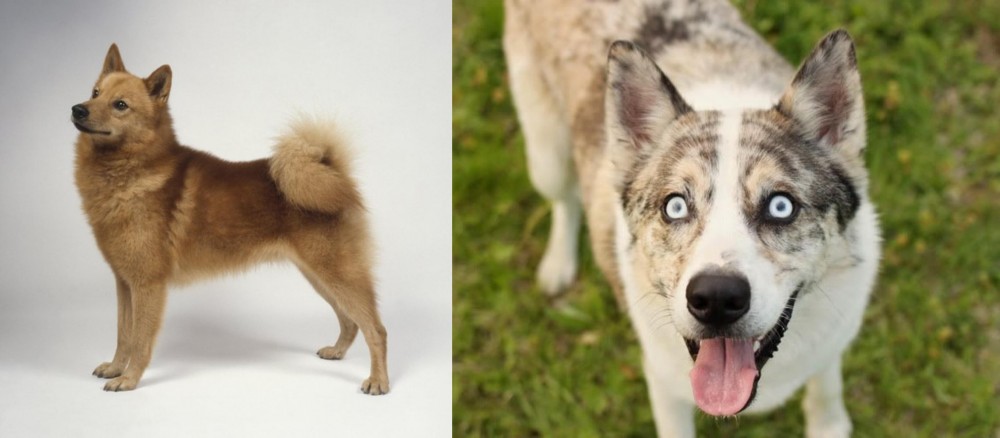 Shepherd Husky vs Finnish Spitz - Breed Comparison