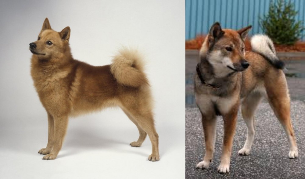 Shikoku vs Finnish Spitz - Breed Comparison