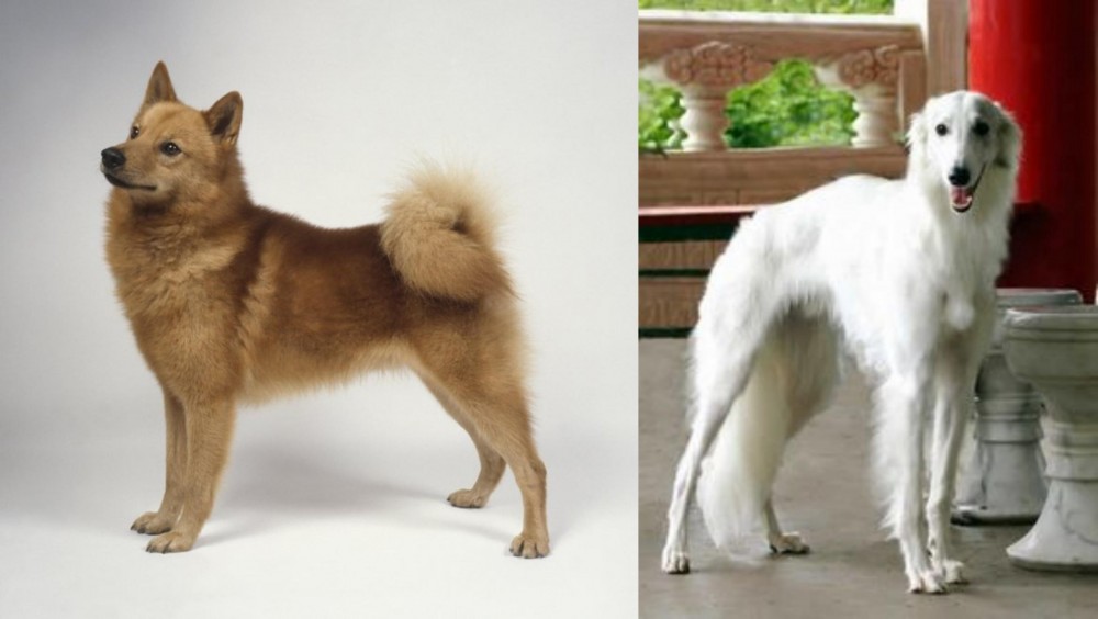 Silken Windhound vs Finnish Spitz - Breed Comparison