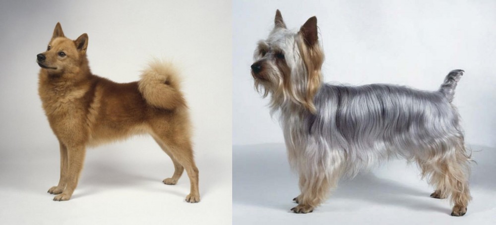 Silky Terrier vs Finnish Spitz - Breed Comparison