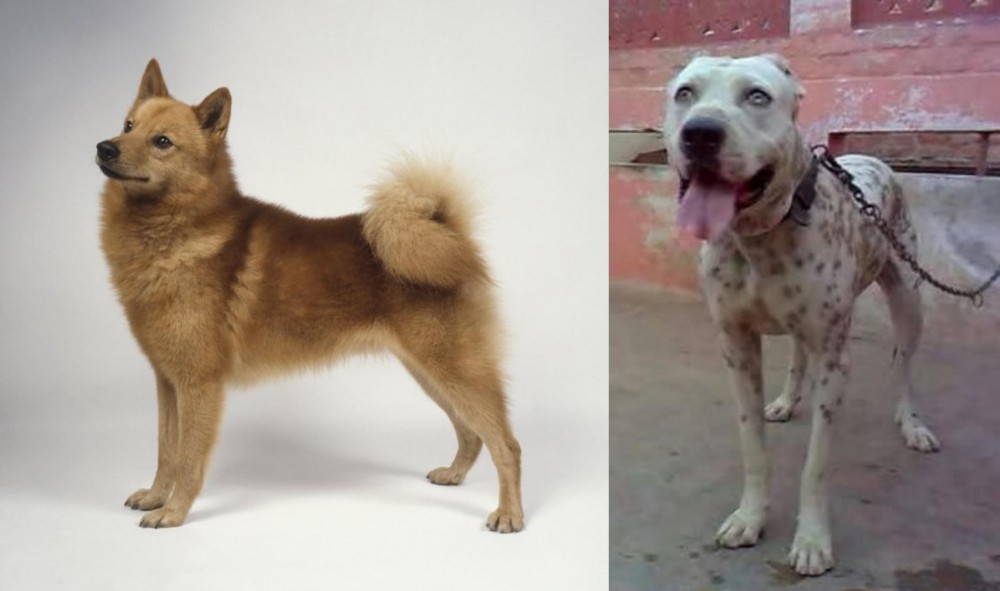 Sindh Mastiff vs Finnish Spitz - Breed Comparison