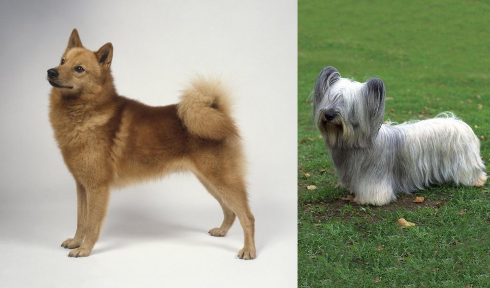 Skye Terrier vs Finnish Spitz - Breed Comparison