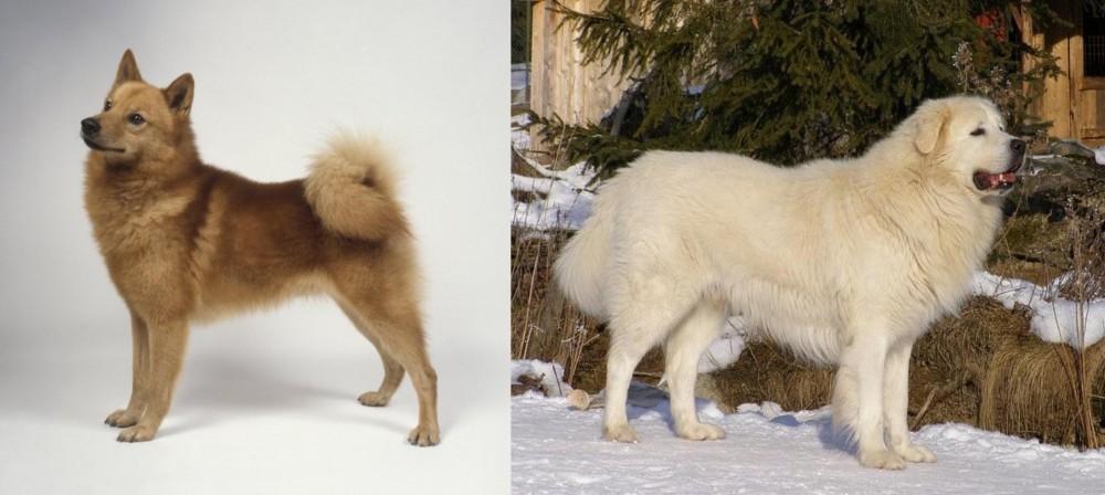Slovak Cuvac vs Finnish Spitz - Breed Comparison