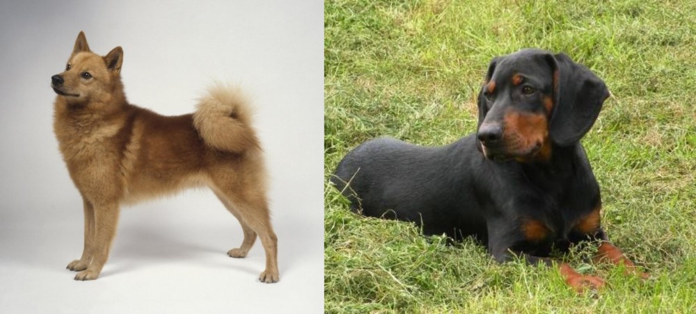 Slovakian Hound vs Finnish Spitz - Breed Comparison