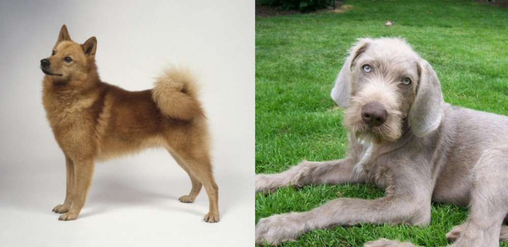 Slovakian Rough Haired Pointer vs Finnish Spitz - Breed Comparison