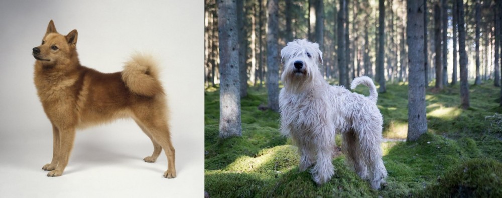 Soft-Coated Wheaten Terrier vs Finnish Spitz - Breed Comparison