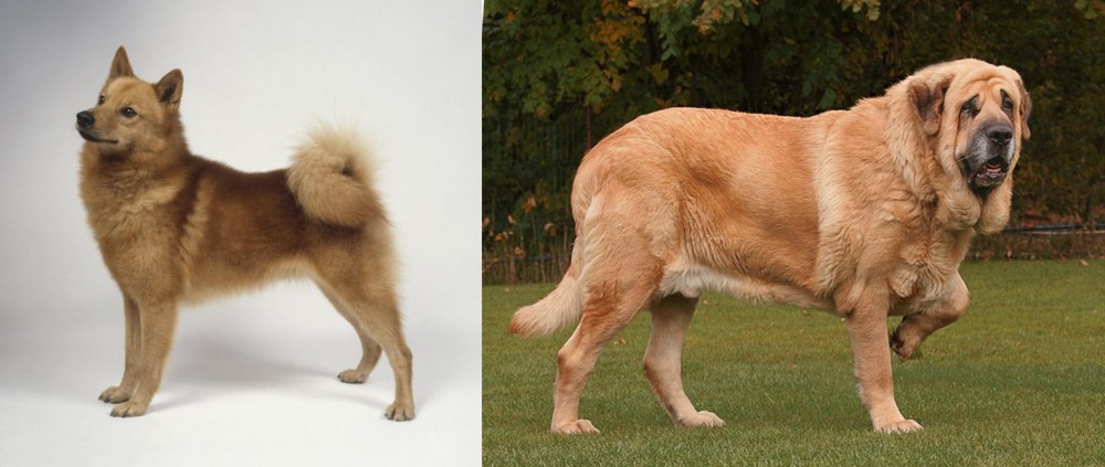 Spanish Mastiff vs Finnish Spitz - Breed Comparison