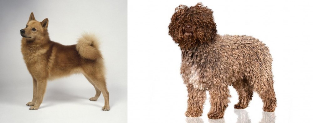 Spanish Water Dog vs Finnish Spitz - Breed Comparison