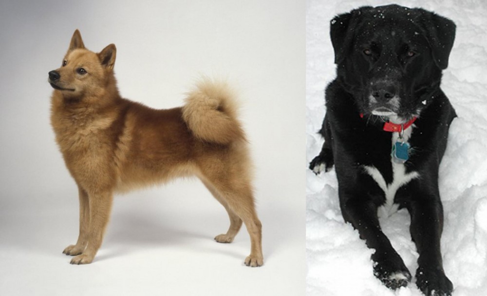 St. John's Water Dog vs Finnish Spitz - Breed Comparison