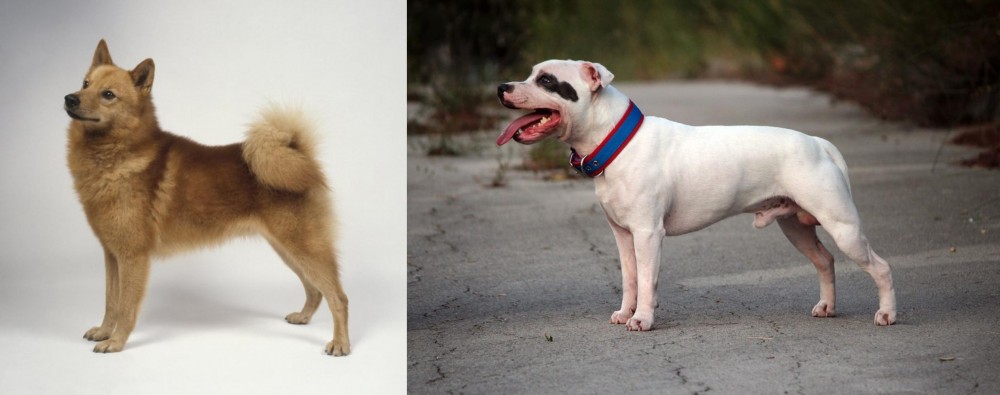 Staffordshire Bull Terrier vs Finnish Spitz - Breed Comparison