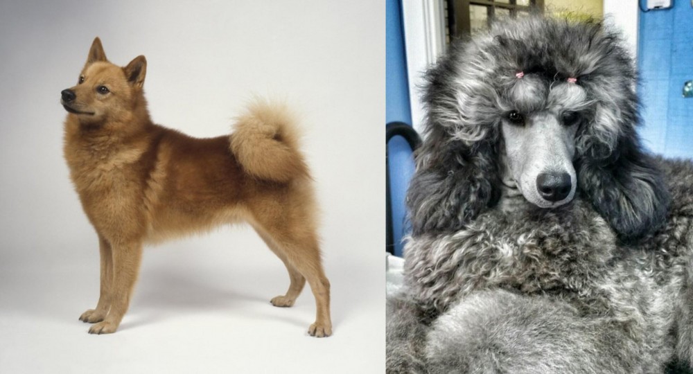 Standard Poodle vs Finnish Spitz - Breed Comparison