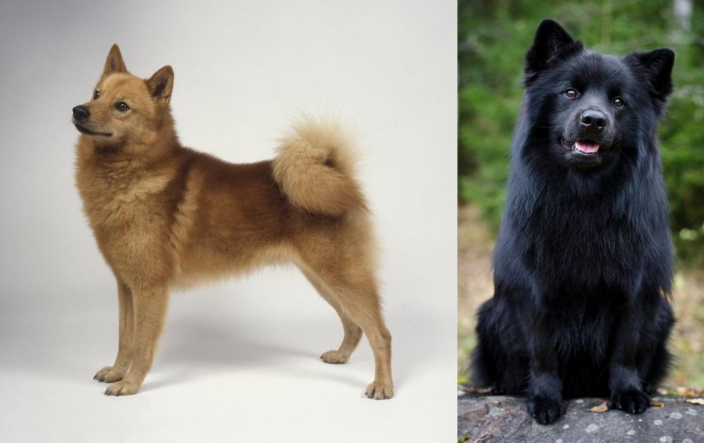 Swedish Lapphund vs Finnish Spitz - Breed Comparison