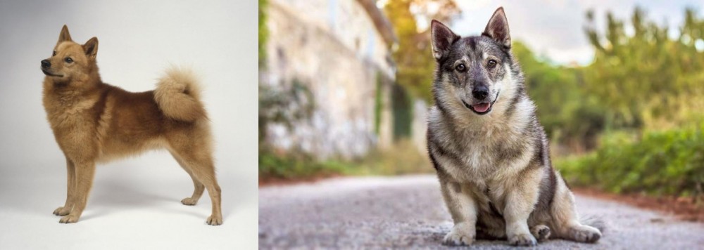 Swedish Vallhund vs Finnish Spitz - Breed Comparison
