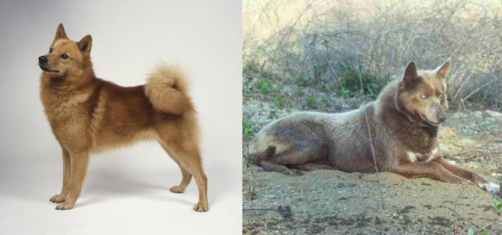 Tahltan Bear Dog vs Finnish Spitz - Breed Comparison